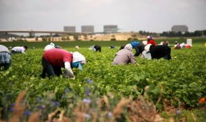 دعوى قضائية يرفعها عمّال أجانب موسميين ضدّ الحكومة الفدرالية