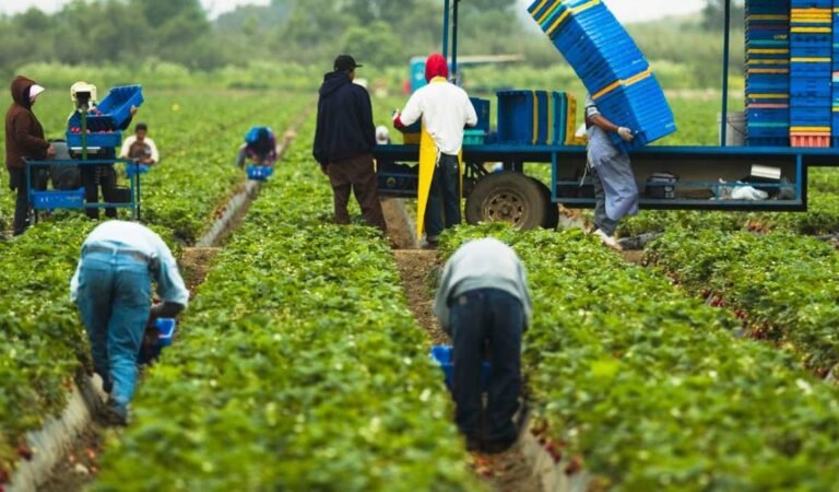 الإجراءات الجديدة تؤثر على نظام توظيف العمال الأجانب المؤقتين في كندا